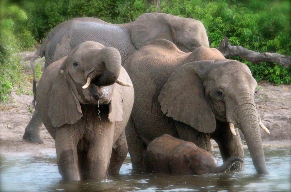Family of Ele in the Zambezi River (Photo: Courtesy of Wild Rainbow African Safaris)