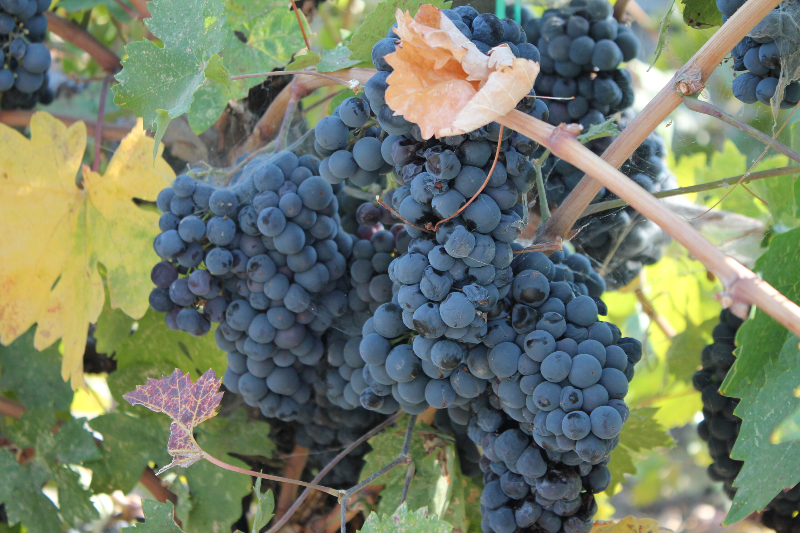 Zinfandel grapes ready to harvest at Charter Oak Winery in St. Helena, California. (Photo: Super G)