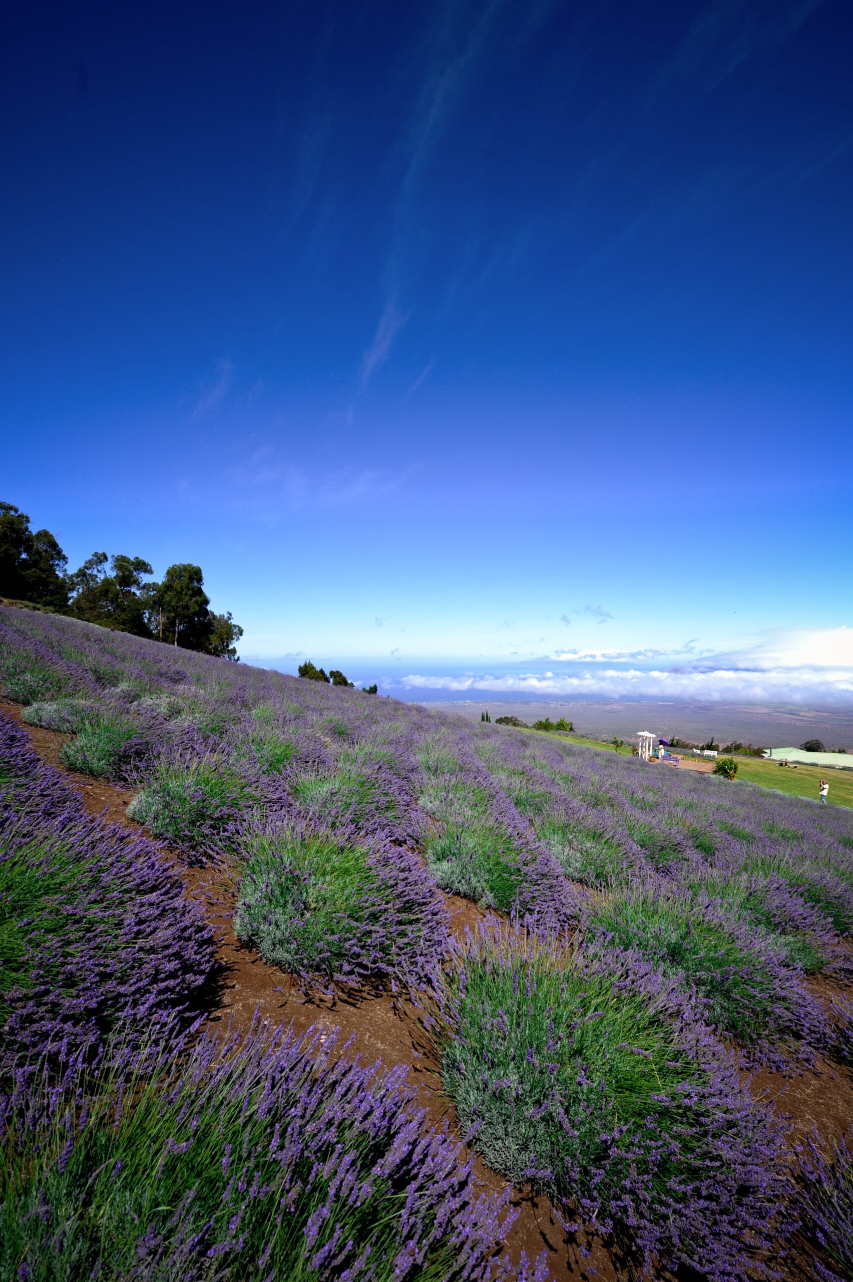 Fields of lavender overlooking the Pacific Ocean at Ali’i Kula Lavender Farm in Maui, Hawaii. (Photo: Courtesy of Ali’i Kula Lavender Farm)