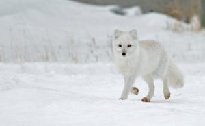 An arctic fox (Alopex lagopus) runs down a snowy street in Churchill, Manitoba, Canada (Photo: Dawn Wilson Photography)