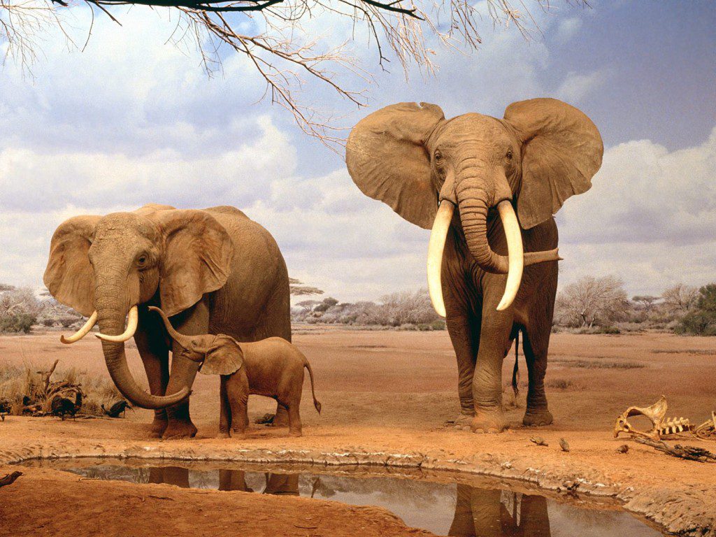 Elephants in Botswana (Photo: Amateurradiodx.com)