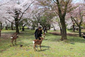 Travelers can pet the deer under the cherry blossoms in Nara Park or explore the many shrines and temples in Nara, Japan. (Photo: Courtesy of GreenandTurquoise.com)