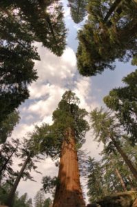 Looking up among giants in Grant Grove, Kings Canyon National Park (Photo: Courtesy of National Park Services)