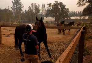 Omid Boostani offers his hand to a horse while trying to get a rope over its neck to get a bridle on it while helping to evacuate 10 horses from a ranch Oct. 11, 2017 in Glenn Ellen, Calif. Emily Putt has been working with her friends since Monday, when the fires broke out, to rescue animals that are being threatened by the fires. (Photo: The Chronicle / Leah Millis )