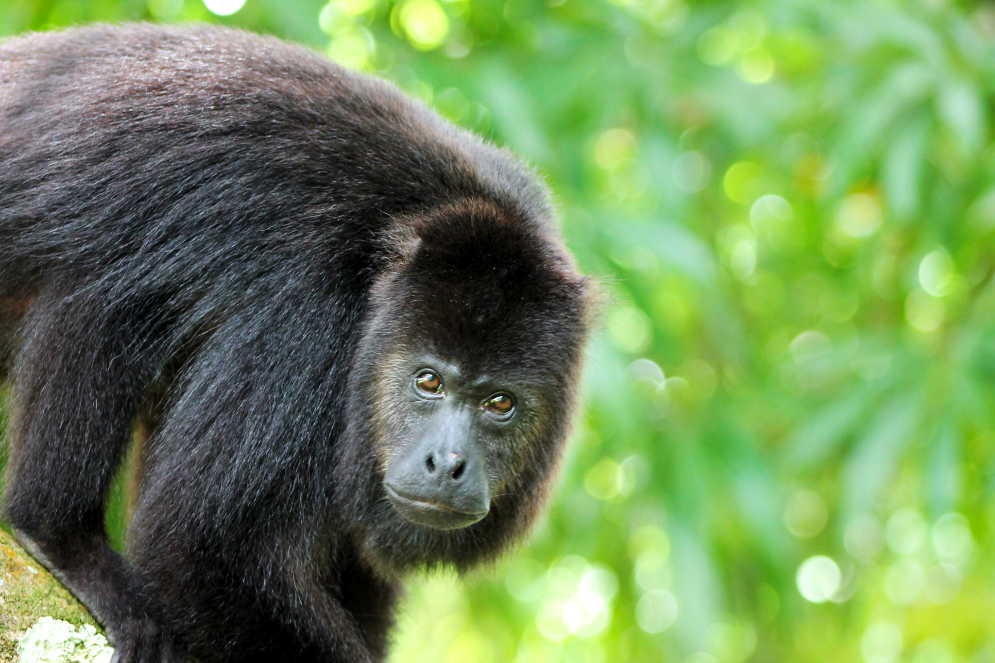 Black Howler Monkey, Community Baboon Sanctuary