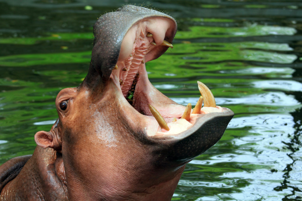 Hippopotamus opening its mouth