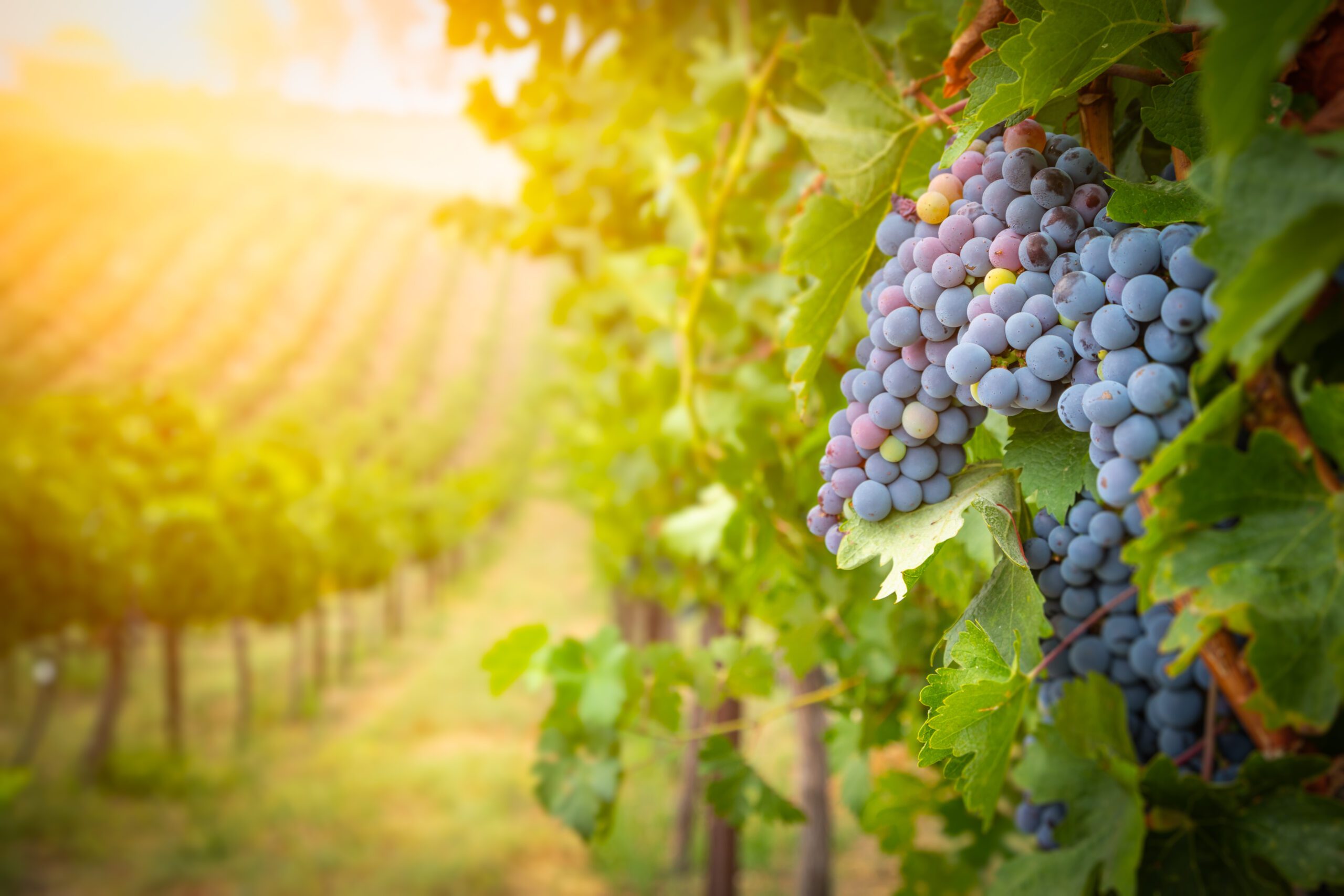 Wine-Grapes-AdobeStock-Andy-Dean