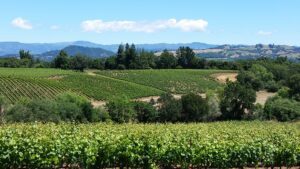 MacRostie Winery and Vineyards